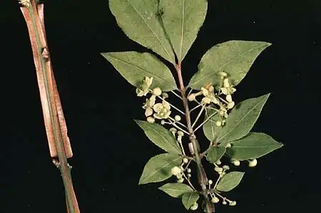 Photo of Euonymus (Euonymuss)
