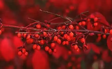 Photo of Euonymus - :