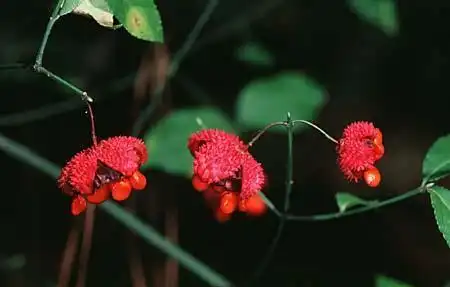 Photo of Euonymus - :