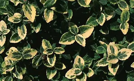 Photo of Euonymus - :