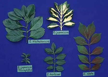 Photo of Euonymus - :