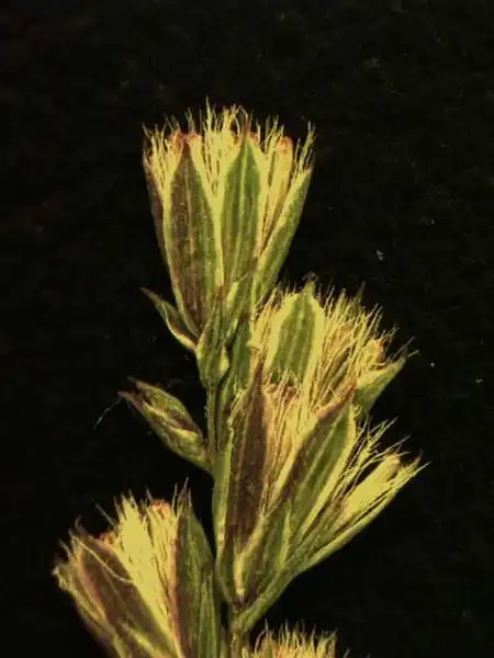 Фото Eupatorium capillifolium - Flower heads:Alexander Krings