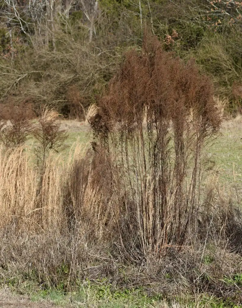 Фото Eupatorium capillifolium - Form (Wake County, NC)-Winter:Cathy Dewitt