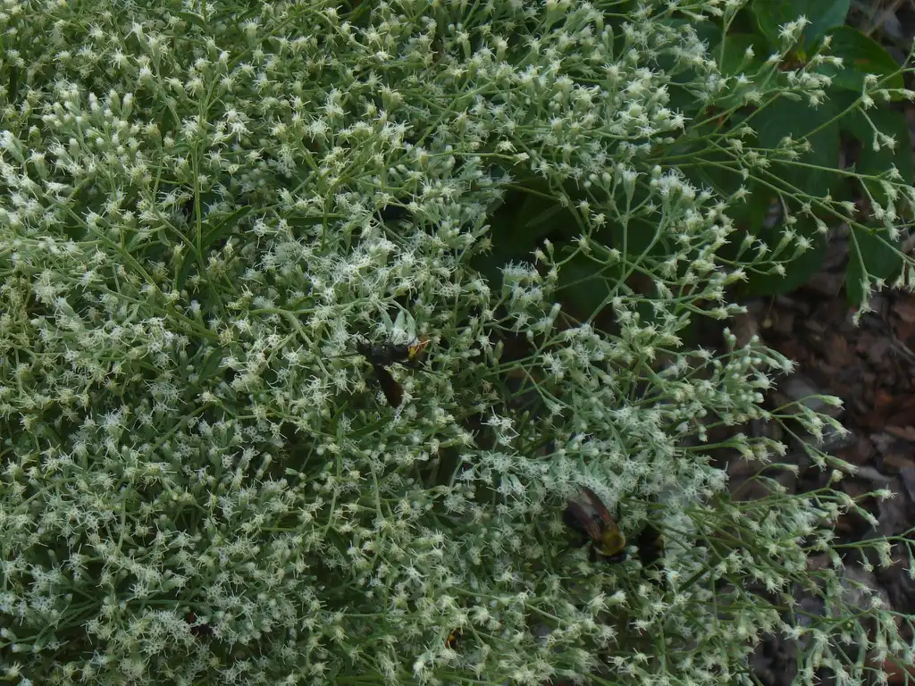 Foto de Eupatorium hyssopifolium (Eupatorium hyssopifoliums)