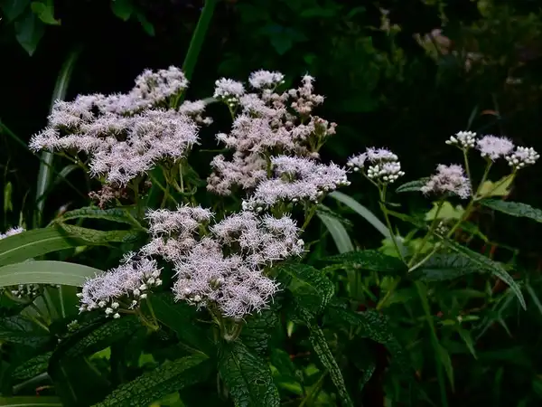 Photo of Eupatorium perfoliatum (Eupatorium perfoliatums)