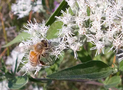 Photo of Eupatorium perfoliatum (Eupatorium perfoliatums)