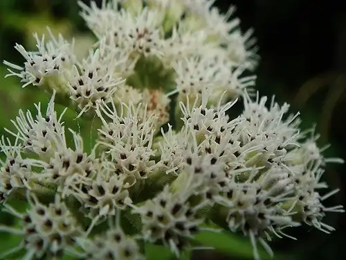 Photo of Eupatorium perfoliatum - Seeds:Sharin