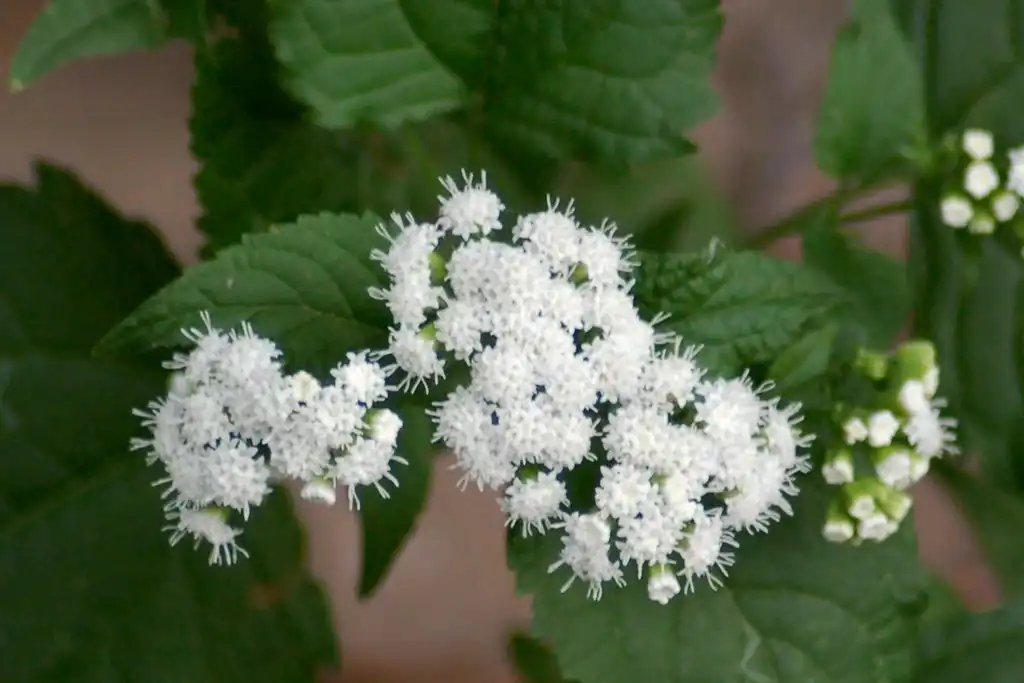 Photo of Eupatorium rugosum (Eupatorium rugosums)