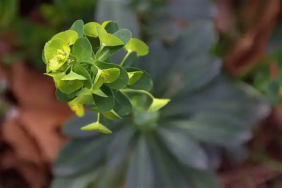 Foto de Euphorbia amygdaloides subsp. robbiae (Euphorbia amygdaloides subsp. robbiaes)