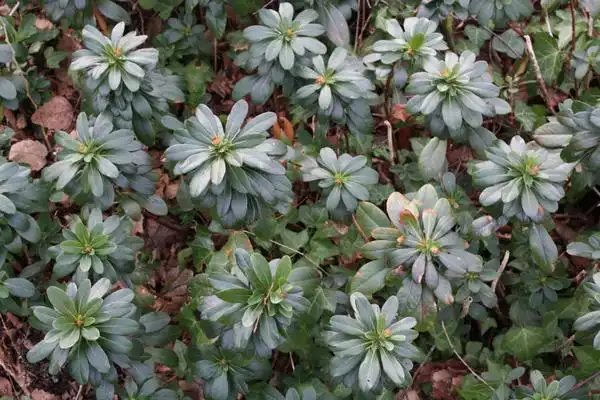 Foto de Euphorbia amygdaloides subsp. robbiae (Euphorbia amygdaloides subsp. robbiaes)