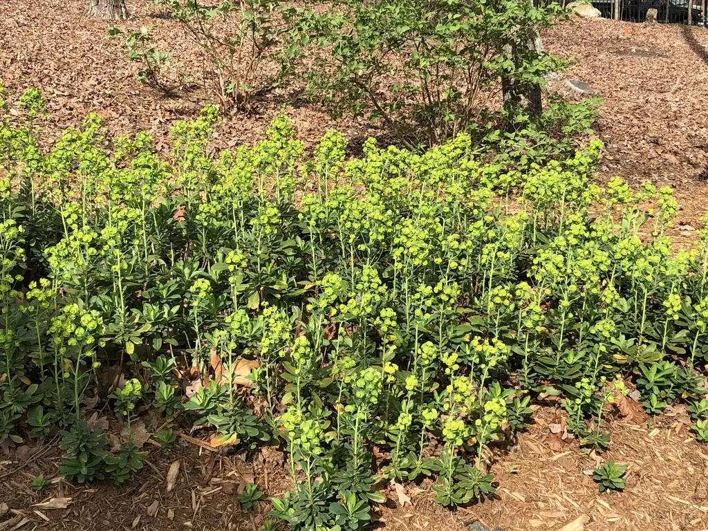 Foto de Euphorbia amygdaloides subsp. robbiae - Full Form (Durham County,NC):Andrea Laine