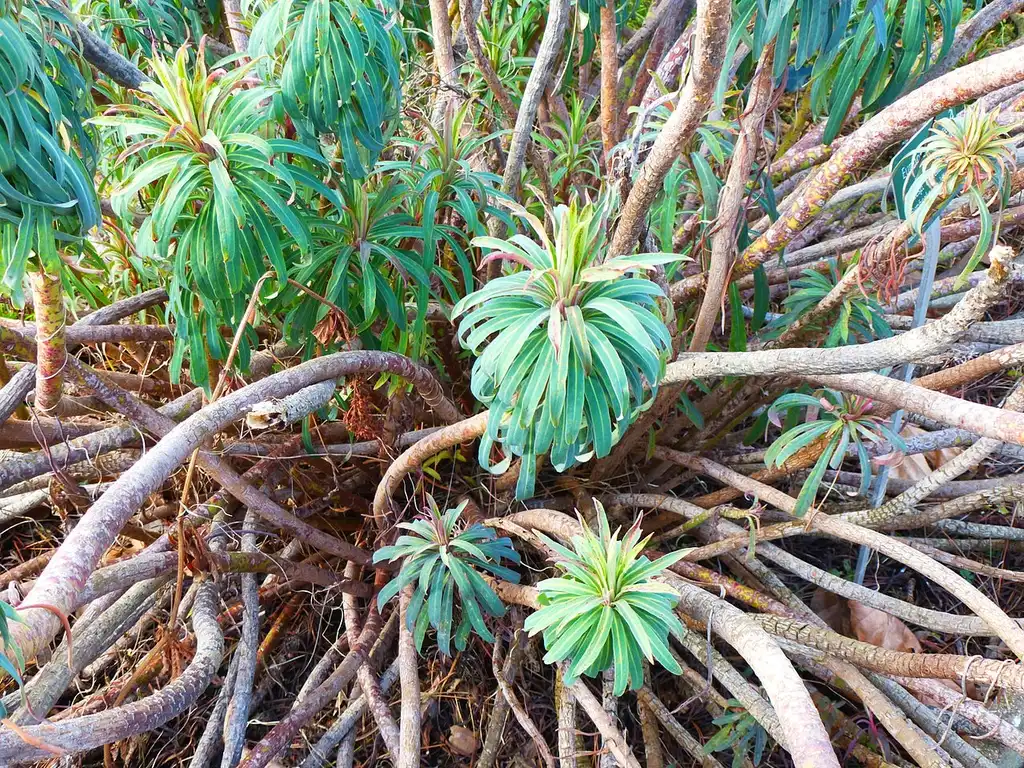 Photo of Euphorbia characias subsp. wulfenii (Euphorbia characias subsp. wulfeniis)
