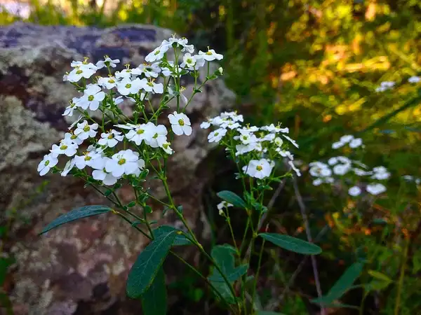 Фото Euphorbia corollata (Euphorbia corollatas)