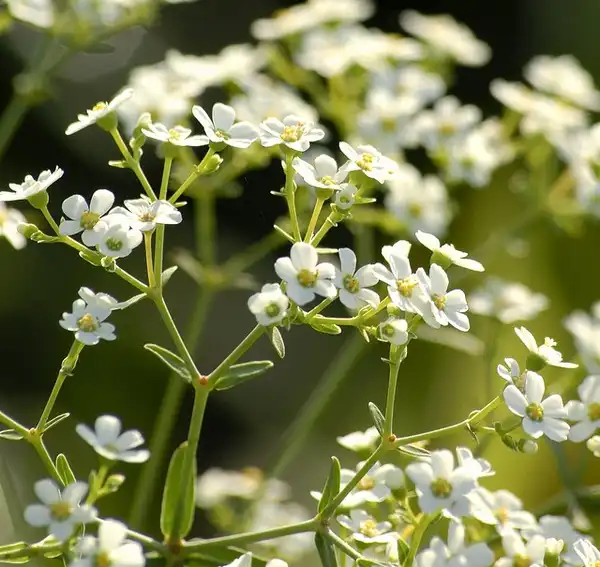Фото Euphorbia corollata (Euphorbia corollatas)