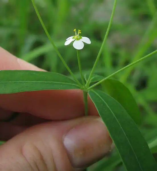 Фото Euphorbia corollata - Euphorbia corollata:Kerry Wixted