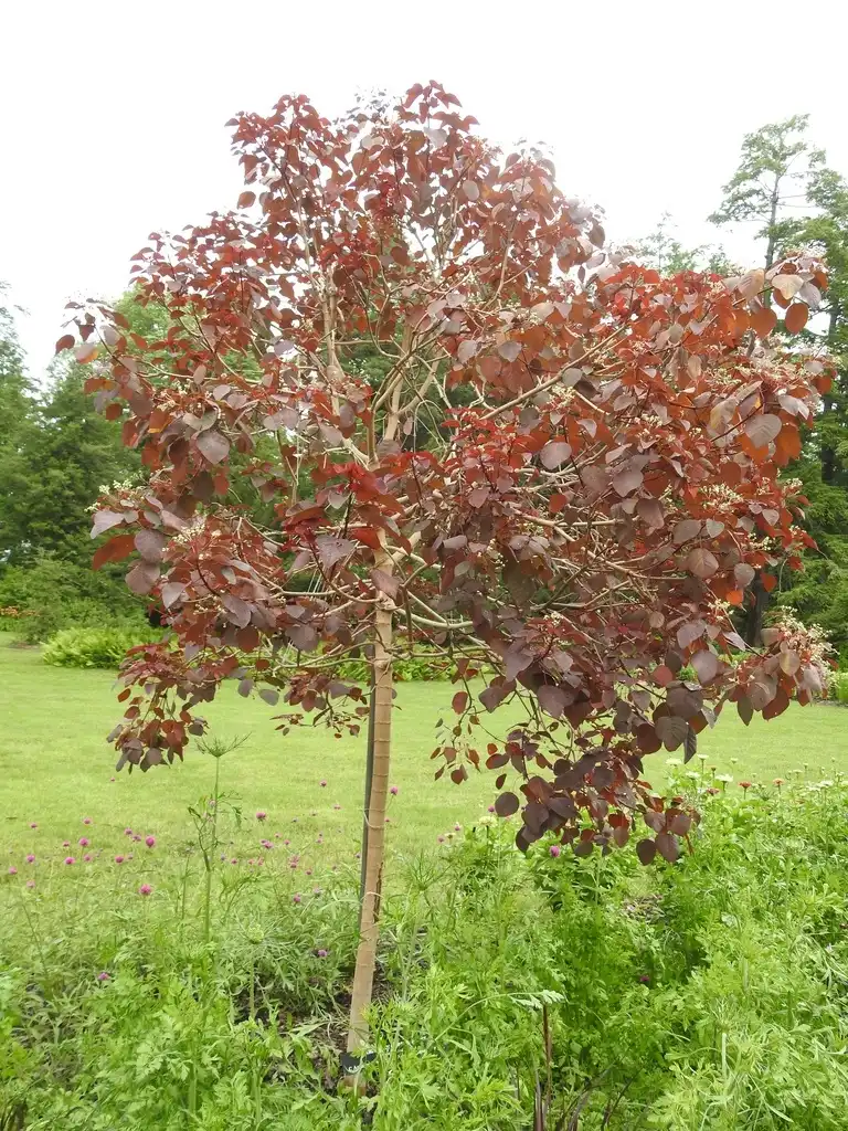 Photo of Euphorbia cotinifolia (Euphorbia cotinifolias)