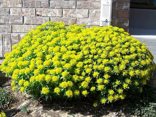 Photo of Euphorbia epithymoides (Euphorbia epithymoidess)