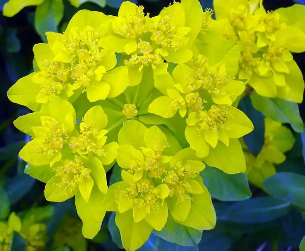 Photo of Euphorbia epithymoides (Euphorbia epithymoidess)