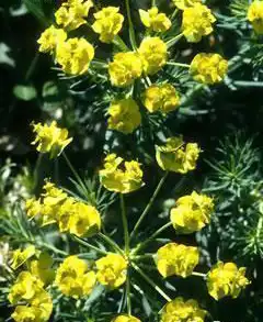 Foto de Euphorbia esula (Euphorbia esulas)