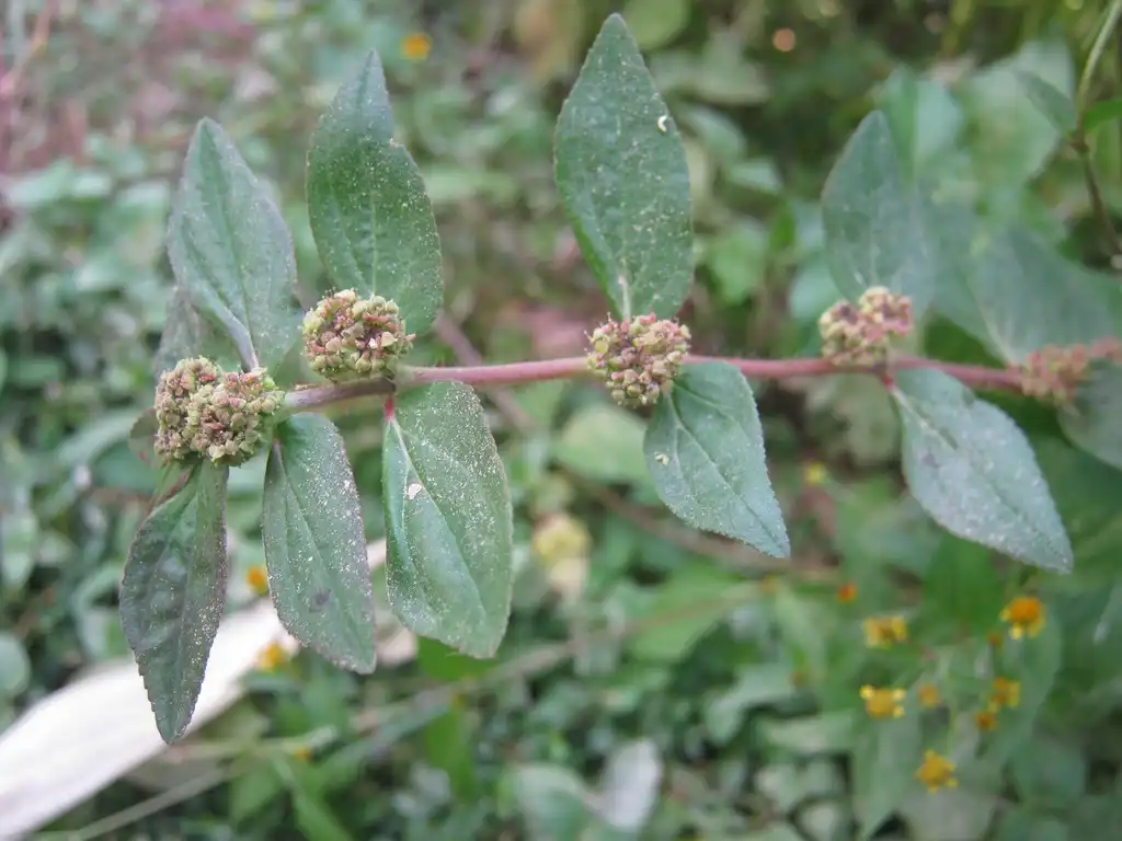 Foto de Euphorbia hirta (Euphorbia hirtas)