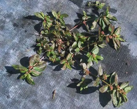 Foto de Euphorbia hirta (Euphorbia hirtas)