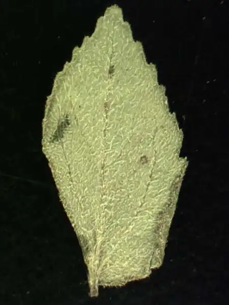 Foto de Euphorbia hirta - Abaxial leaf surface:Alexander Krings