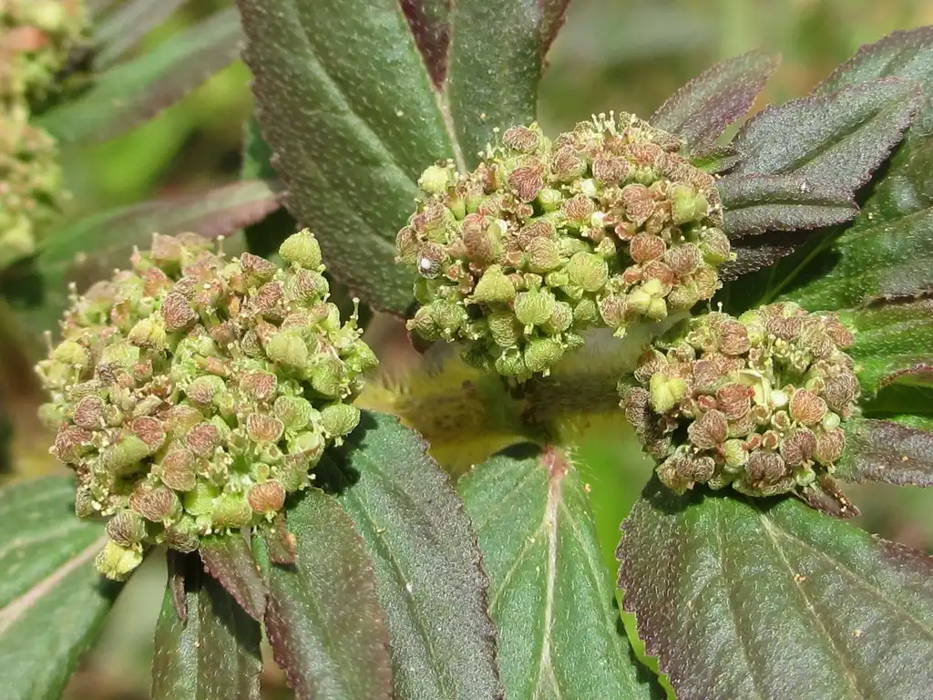 Foto de Euphorbia hirta - flowers:Ton Rulkens