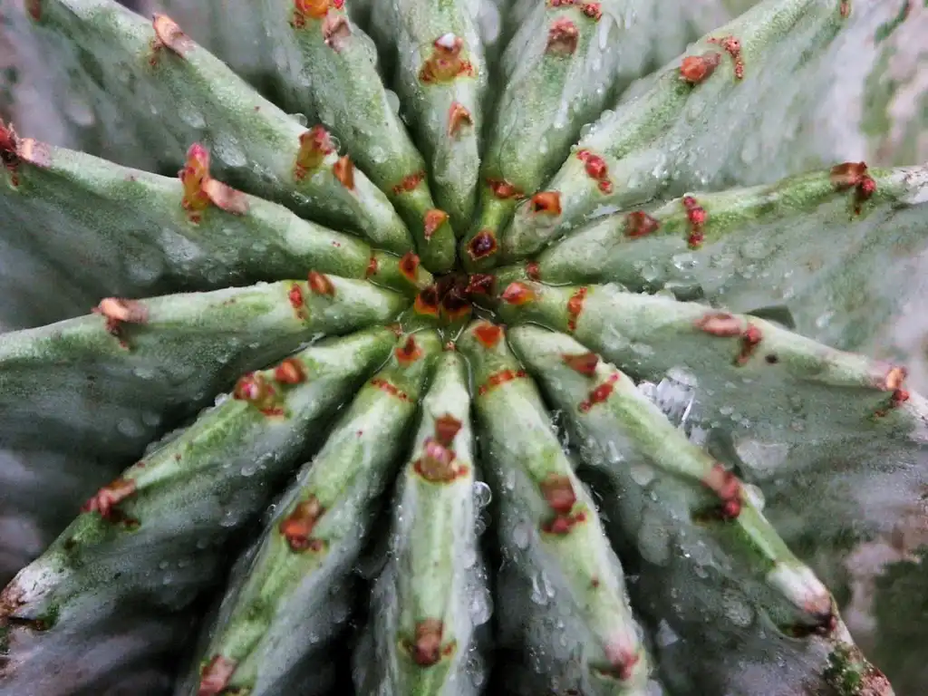 Foto de Euphorbia horrida 'Nova' (Euphorbia horrida 'Nova's)