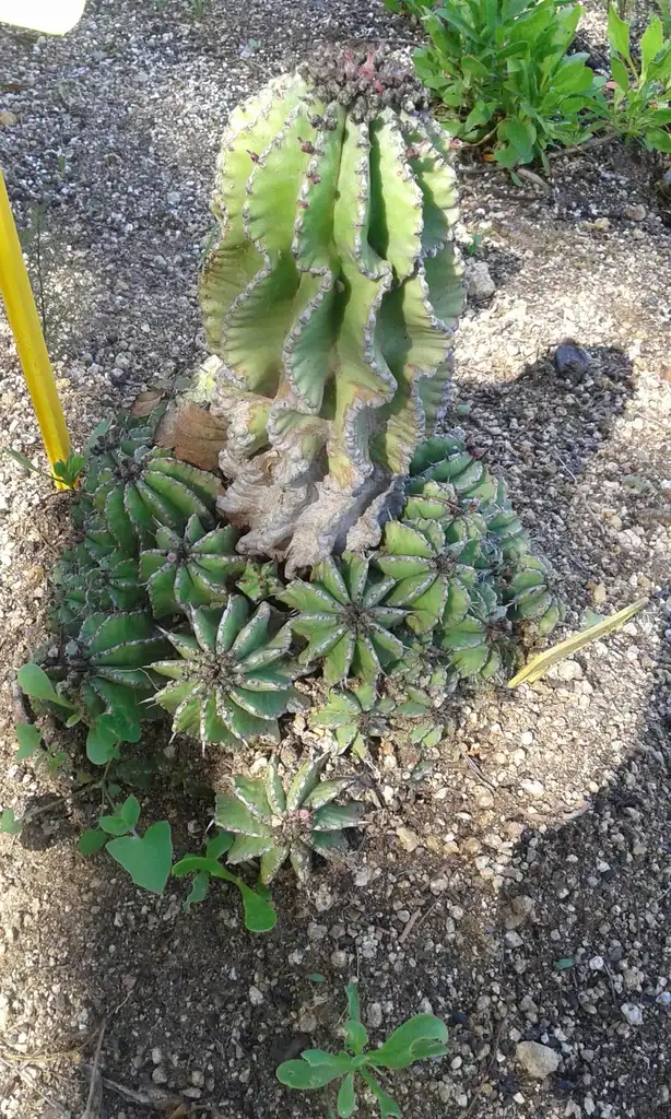 Foto de Euphorbia horrida 'Nova' (Euphorbia horrida 'Nova's)