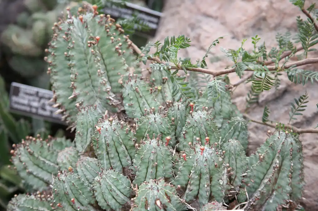 Foto de Euphorbia horrida 'Nova' - Form:Cliff