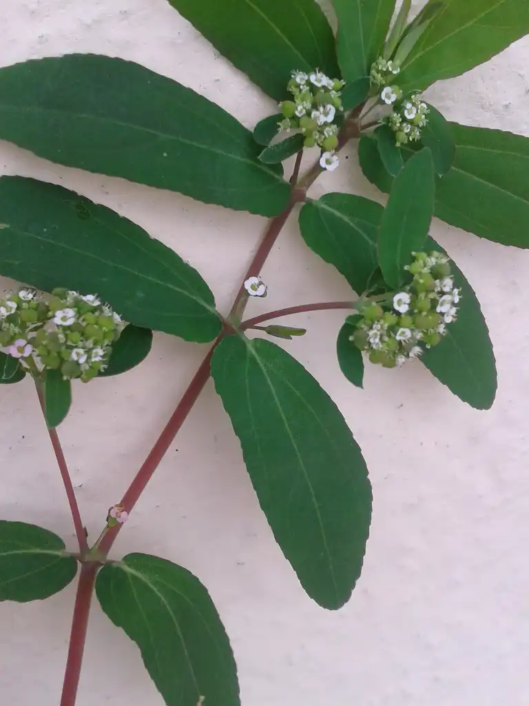 Фото Euphorbia hypericifolia (Euphorbia hypericifolias)