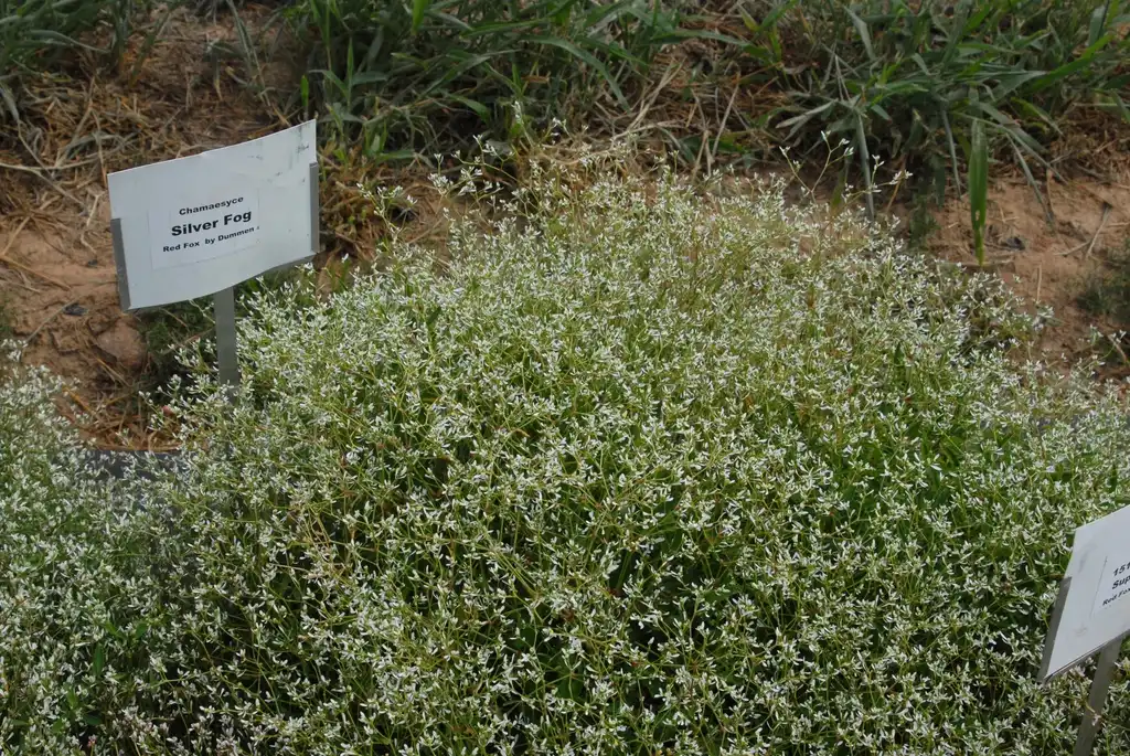 Фото Euphorbia hypericifolia - 'Silverfog' Flower Form:Jim Robbins