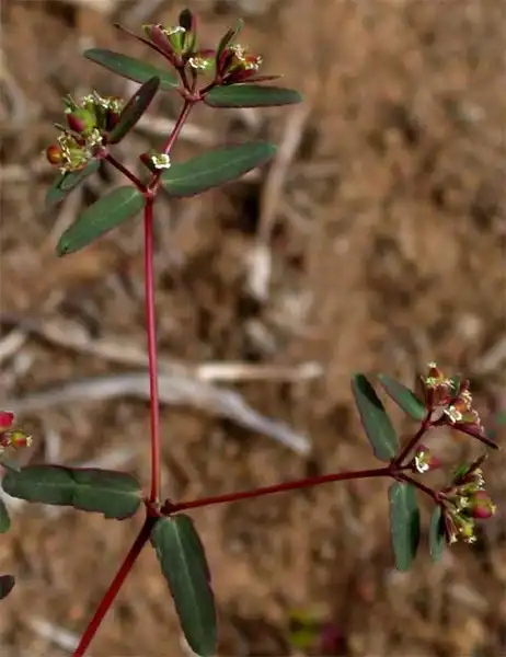 Foto de Euphorbia hyssopifolia L. (Euphorbia hyssopifolia L.s)