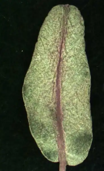 Foto de Euphorbia hyssopifolia L. - Abaxial leaf surface:Alexander Krings