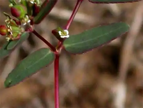 Foto de Euphorbia hyssopifolia L. - Flowers:J. Neal