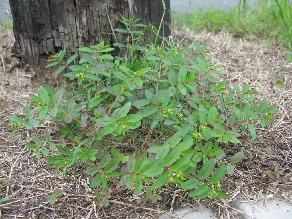 Foto de Euphorbia hyssopifolia L. - leaves and form:Harry Rose