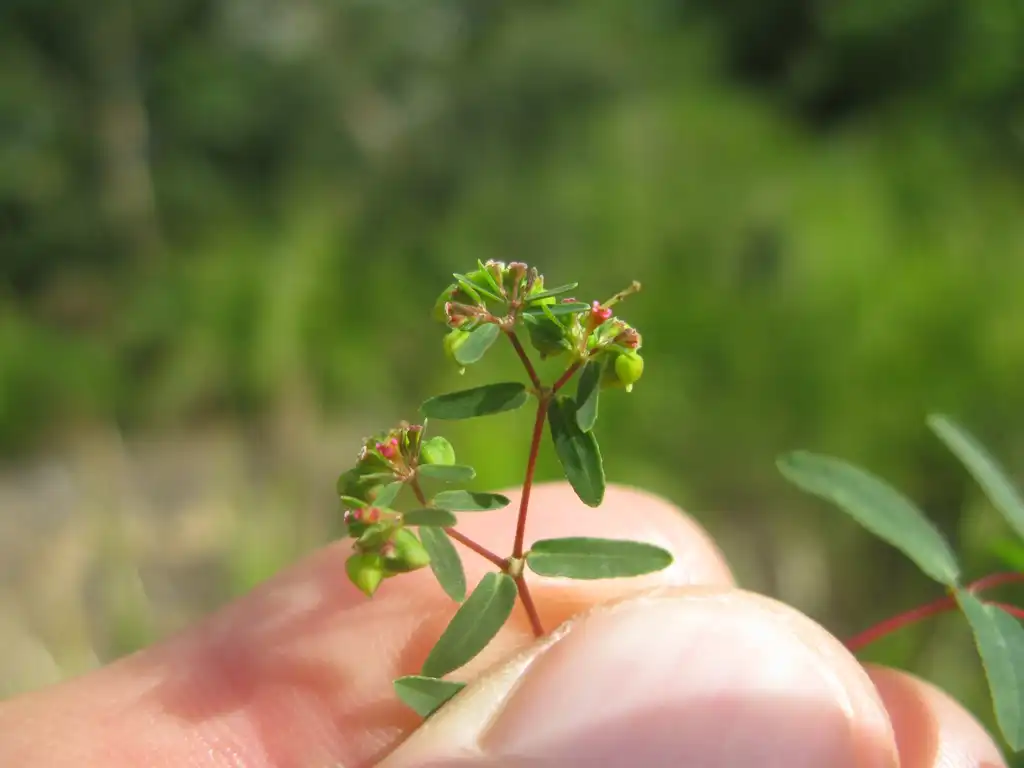 Foto de Euphorbia hyssopifolia L. - Flowerhead:Harry Rose