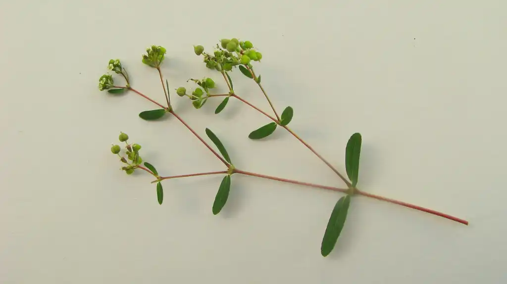 Foto de Euphorbia hyssopifolia L. - leaves and flowers:Alex_Popovkin