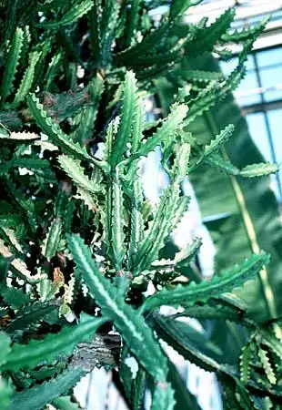 Photo of Euphorbia lactea (Euphorbia lacteas)