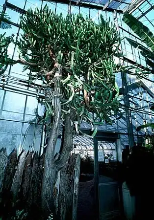 Photo of Euphorbia lactea (Euphorbia lacteas)