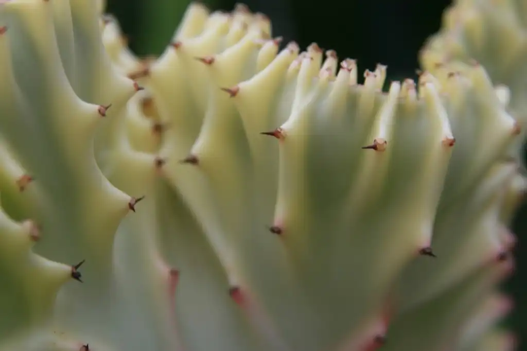 Photo of Euphorbia lactea - Form:David J.Stang