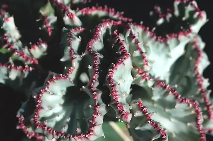 Photo of Euphorbia lactea - Form:Mike Keeling