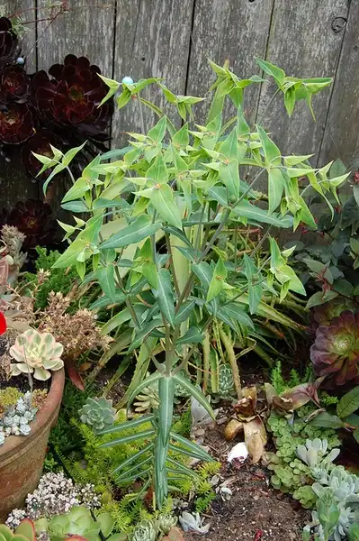 Photo of Euphorbia lathyris (Euphorbia lathyriss)