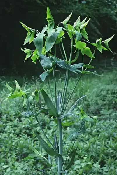 Photo of Euphorbia lathyris (Euphorbia lathyriss)