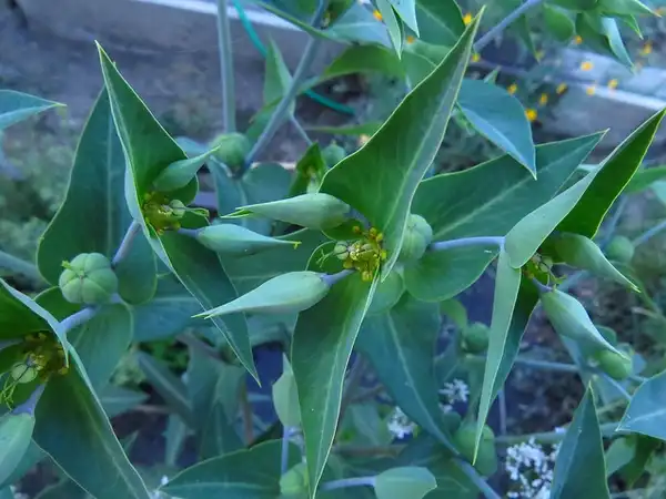 Photo of Euphorbia lathyris - Euphorbia lathyris:Cynthia Cheney