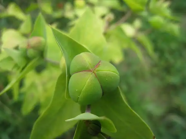 Photo of Euphorbia lathyris - Euphorbia lathyris:John Tann