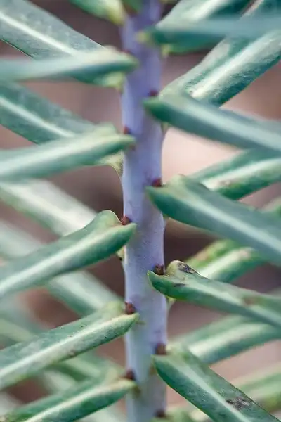 Photo of Euphorbia lathyris - Euphorbia lathyris:Silvain de Munck