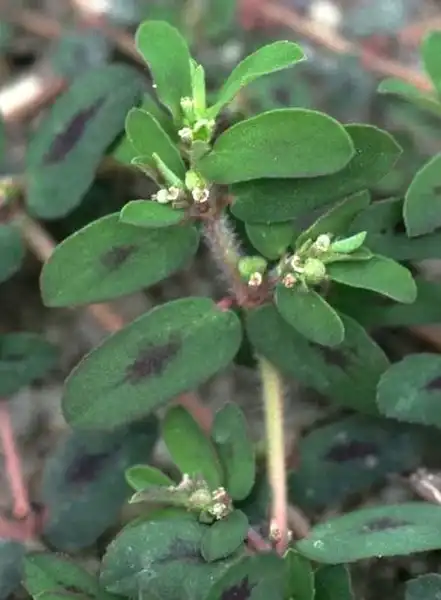 Photo of Euphorbia maculata (Euphorbia maculatas)