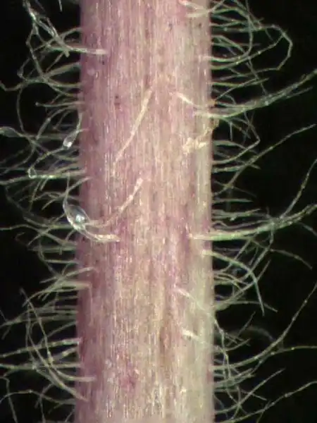 Photo of Euphorbia maculata (Euphorbia maculatas)