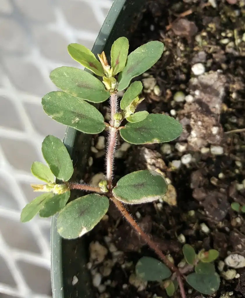 Photo of Euphorbia maculata - Plant:Kira Sims